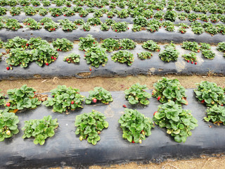 Strawberry Field