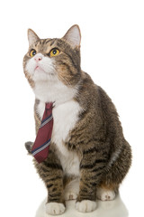 Grey  cat with a red tie