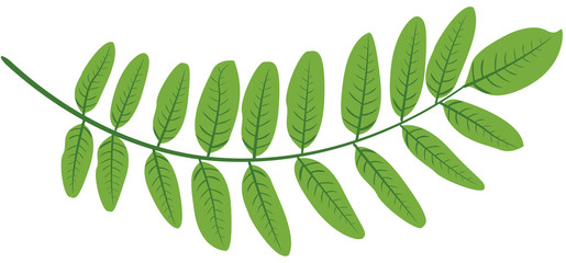 Obraz premium Feuilles acacia verte illustration 1