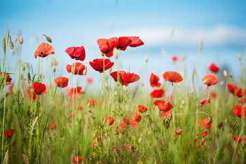 Field of Poppy Flowers Papaver rhoeas in Summer, selective focus