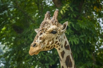 Head Close up of Giraffe