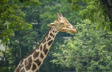 The long and tall Giraffe