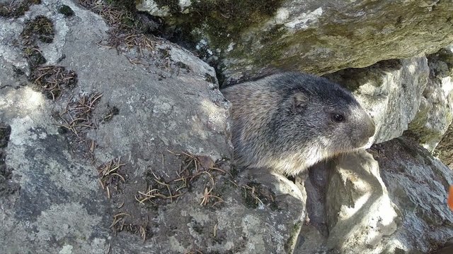 marmotta & carota
