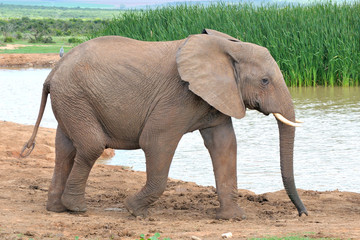 Obraz premium Elephant, Addo Elephant National park, South Africa