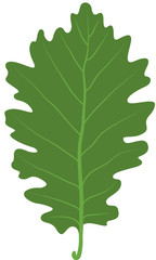 Feuille chêne verte illustration 1