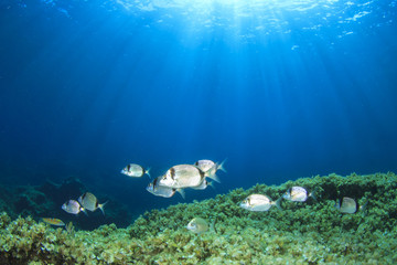 Fototapeta na wymiar Sea Bream fish underwater Mediterranean Sea