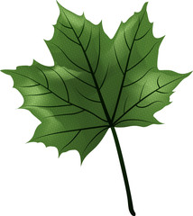 Fototapeta premium Feuille érable verte illustration 2