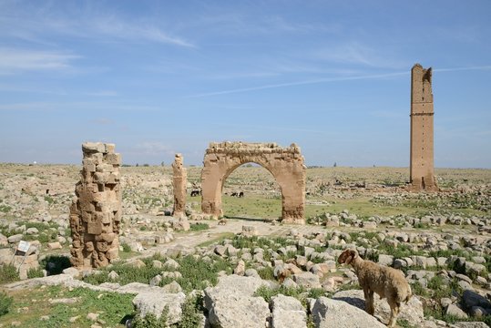 Ruins of the University at Harran