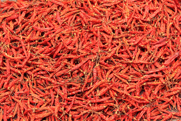 Fototapeta premium dry chili