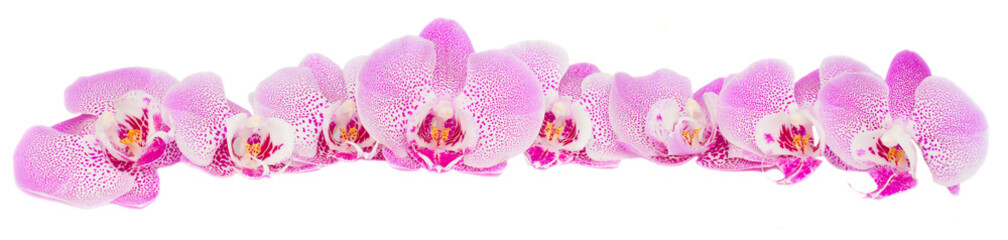 Panele Szklane  rząd różowych kwiatów orchidei