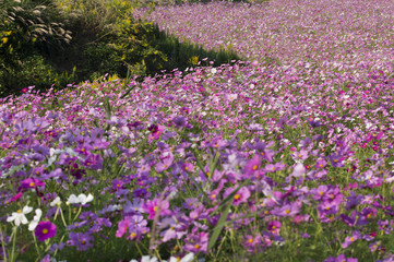 流れるコスモス