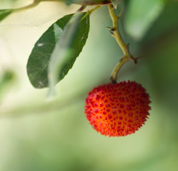 Arbousier ou arbre aux fraises