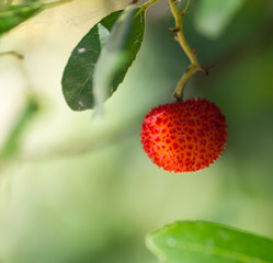 Arbousier ou arbre aux fraises