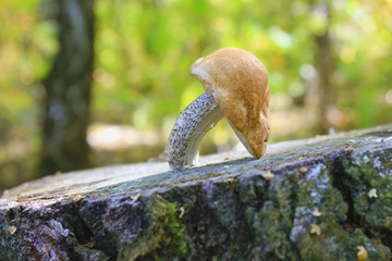 Obraz premium Beginning mushroom