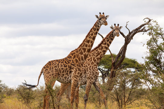 Masai Giraffes - Tarangire NP