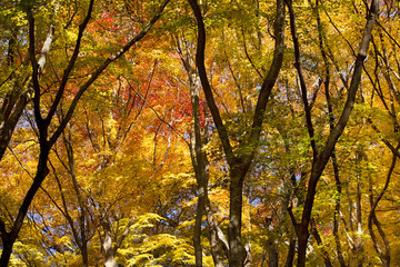 Fototapeta premium 紅葉したカエデの林