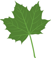 Feuille érable verte illustration 1
