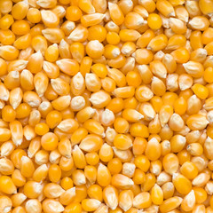 Raw popcorn background