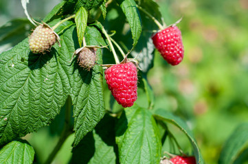 Organic raspberry