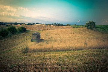 Fototapeta premium harvest time