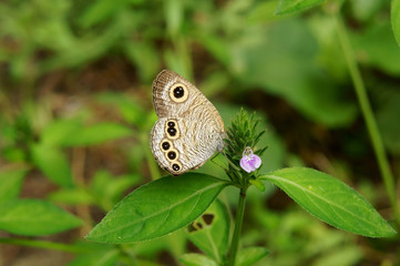 Obraz premium ヒメウラナミジャノメ
