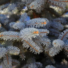 Blue spruce branch.