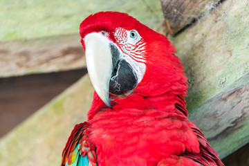 Scarlet Macaw Face