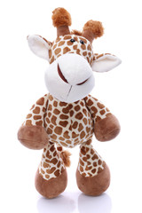 Plush giraffe on white background