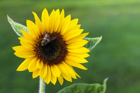 Sunflower with bee against the green background