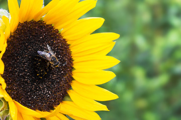 Sunflower with bee against the green background