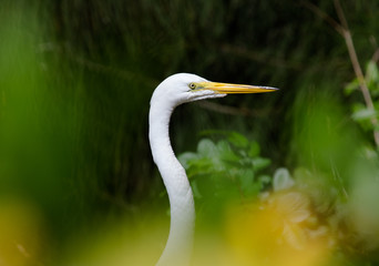 Portrait of a great white heron among the vegetation