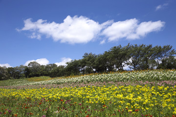 ゆり園の青い空
