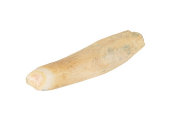 old walrus tooth isolated on white background