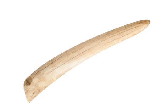 old walrus tusk for ivory carving isolated on white background