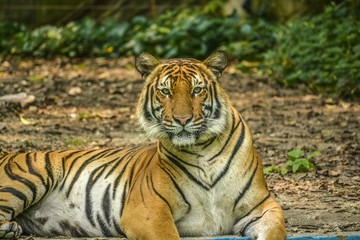 Fototapeta na wymiar A Tiger with Fierce Starring Eye
