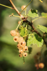 Ripe white currant
