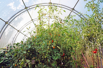 Tomatoes growing in a greenhouse