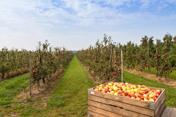 Apfelplantage