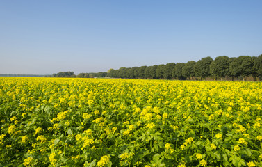 Rapeseed growing on a field in summer
