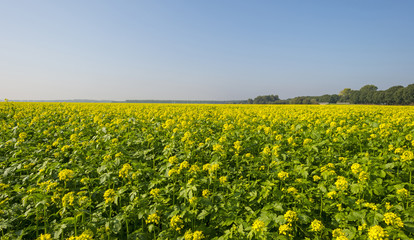 Rapeseed growing on a field in summer