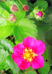 Obraz na płótnie Canvas Closeup of Strawberries with pink flowers