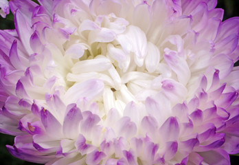 Closeup of aster flower with white petals with purple edges