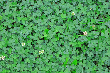 Young green clover in the rain drops as background