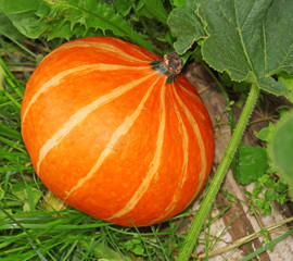Orange Pumpkin in the garden