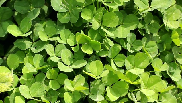 Clover field background