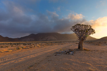 Lone Quiver Tree