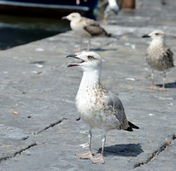 Seagull