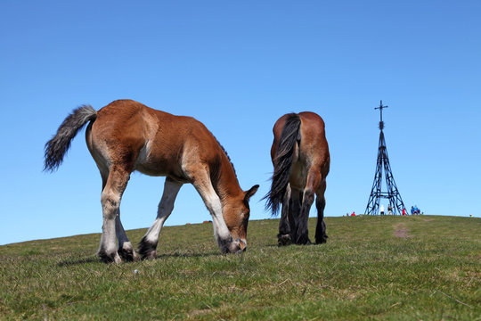 caballos en el monte gorbea pa&iacute;s vasco 5578-f14