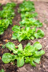 Belles salades en terre