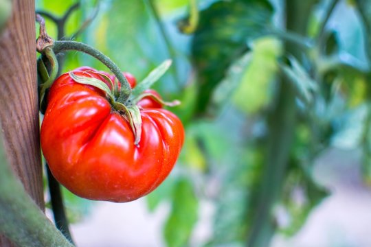 Belle tomate dans un jardin